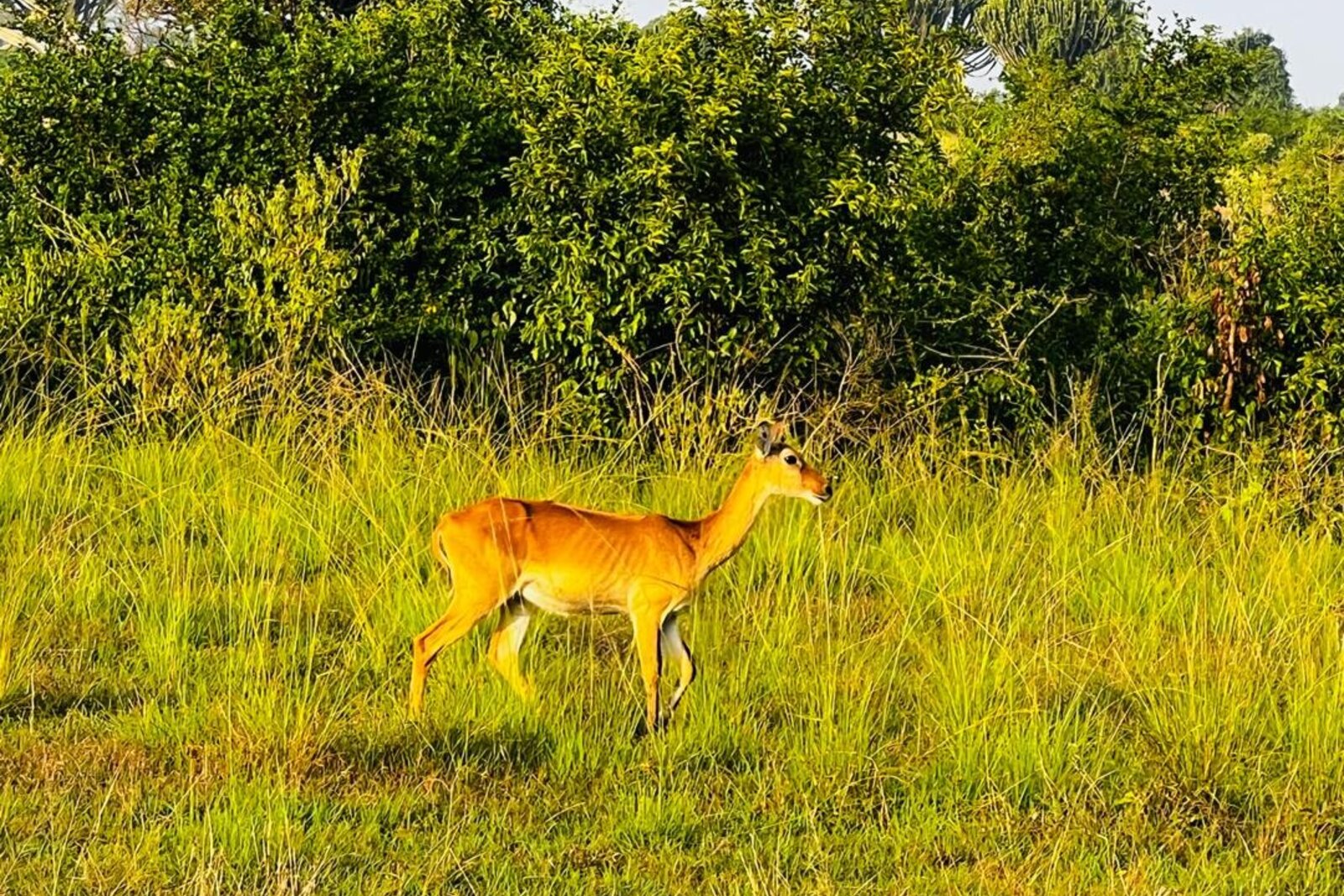 Plains game grazing in golden grassland in a Ugandan savanna park