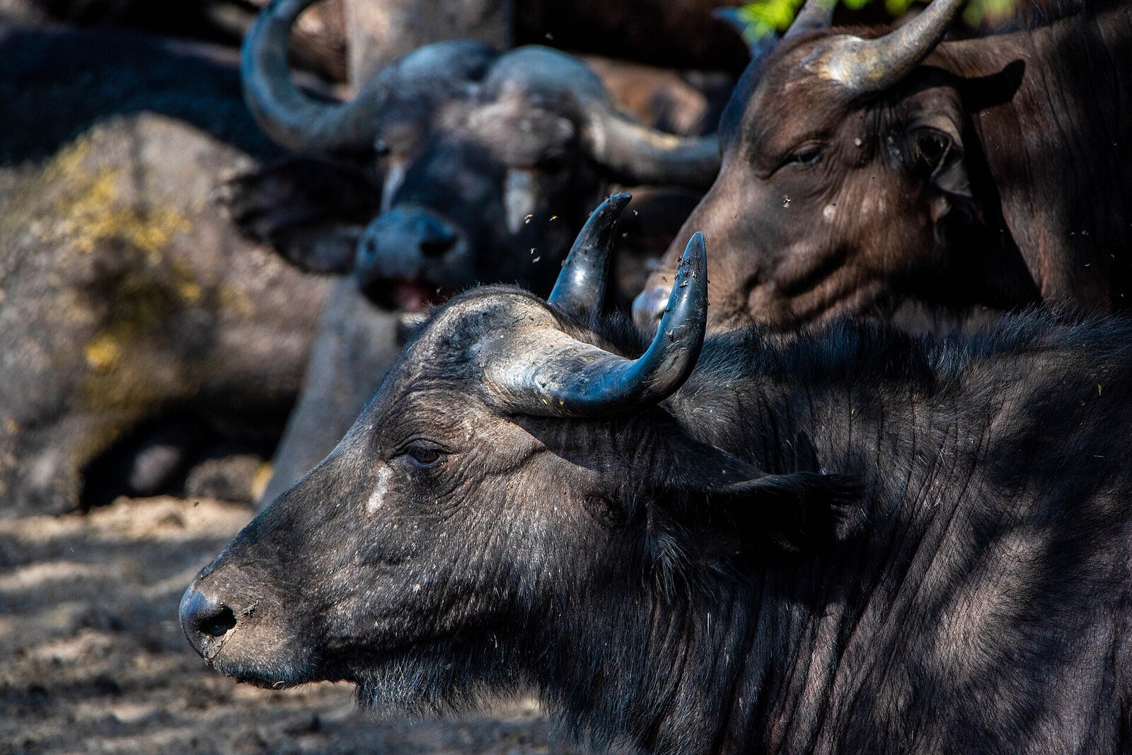 Old Cape buffalo bulls, known as dagga boys, caked in dried mud