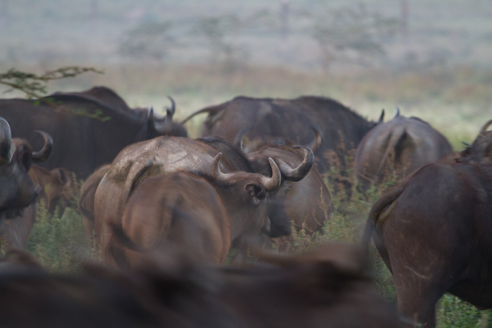 Cape buffalo herd raising dust, representative of the Zambezi Region, Namibia