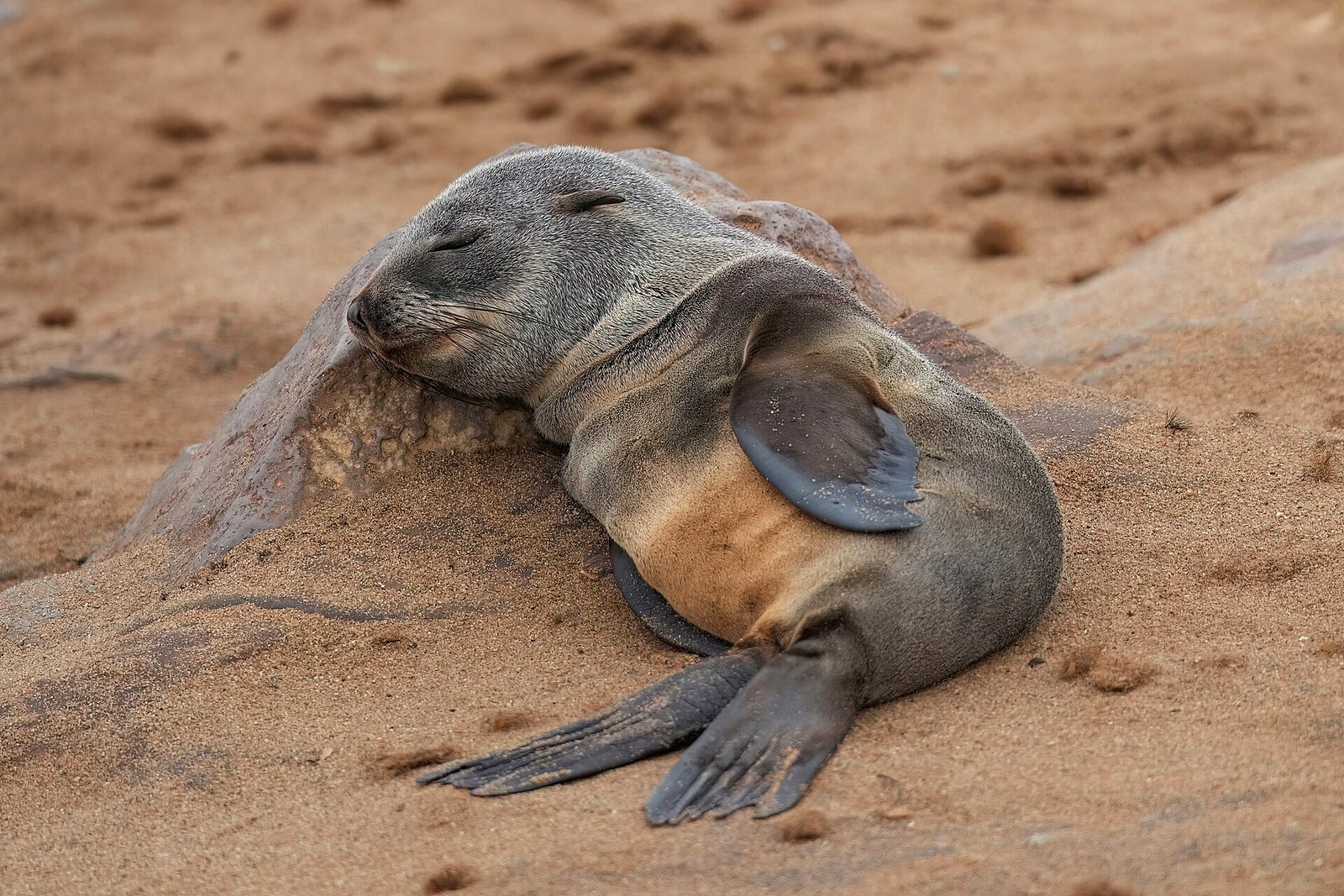 Thousands of Cape fur seals at the Cape Cross colony on Namibia's Skeleton Coast