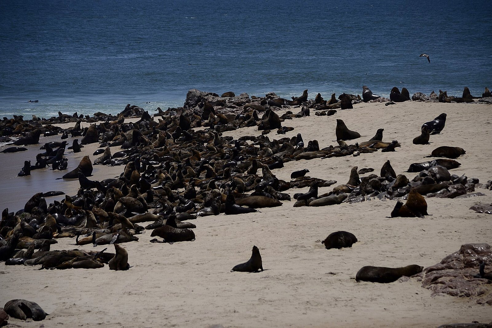 Cape fur seals on the rocky Skeleton Coast shoreline