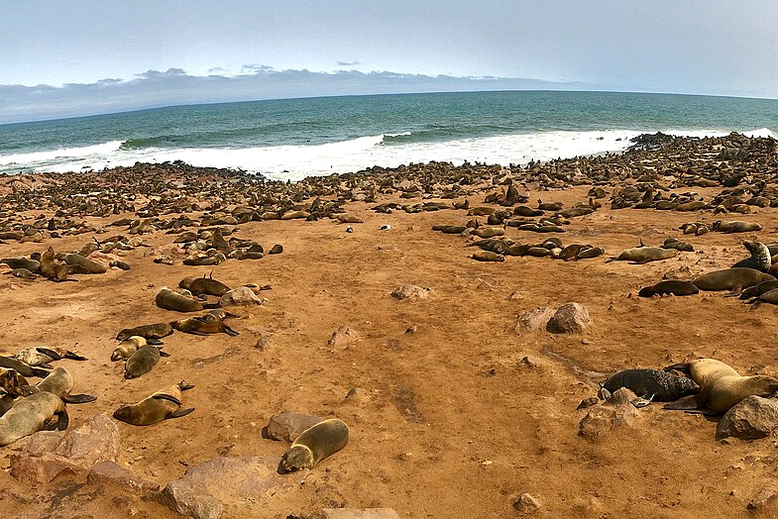 Cape fur seal colony along the Skeleton Coast fog belt