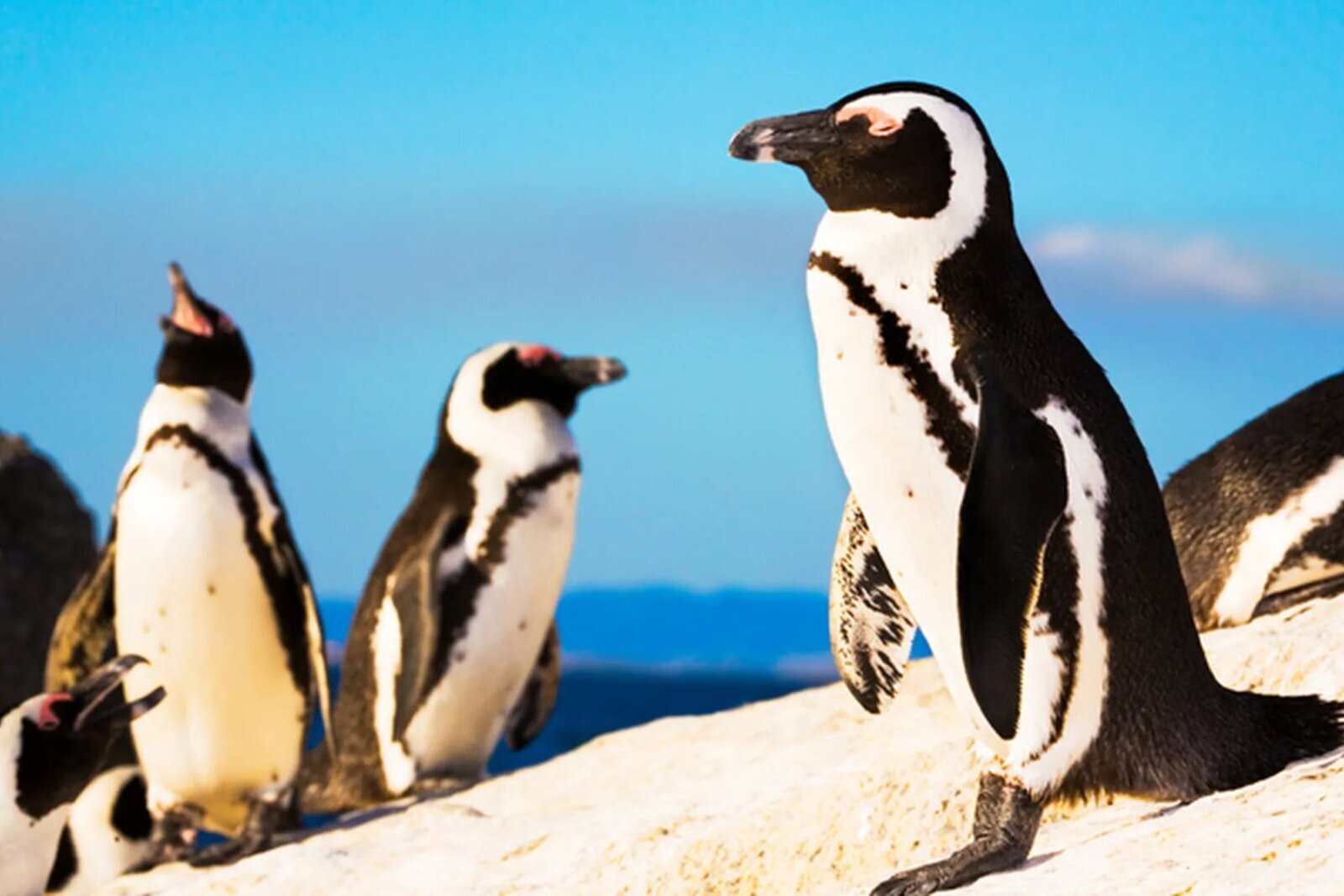 African penguins on Boulders Beach near Simon's Town on the Cape Peninsula