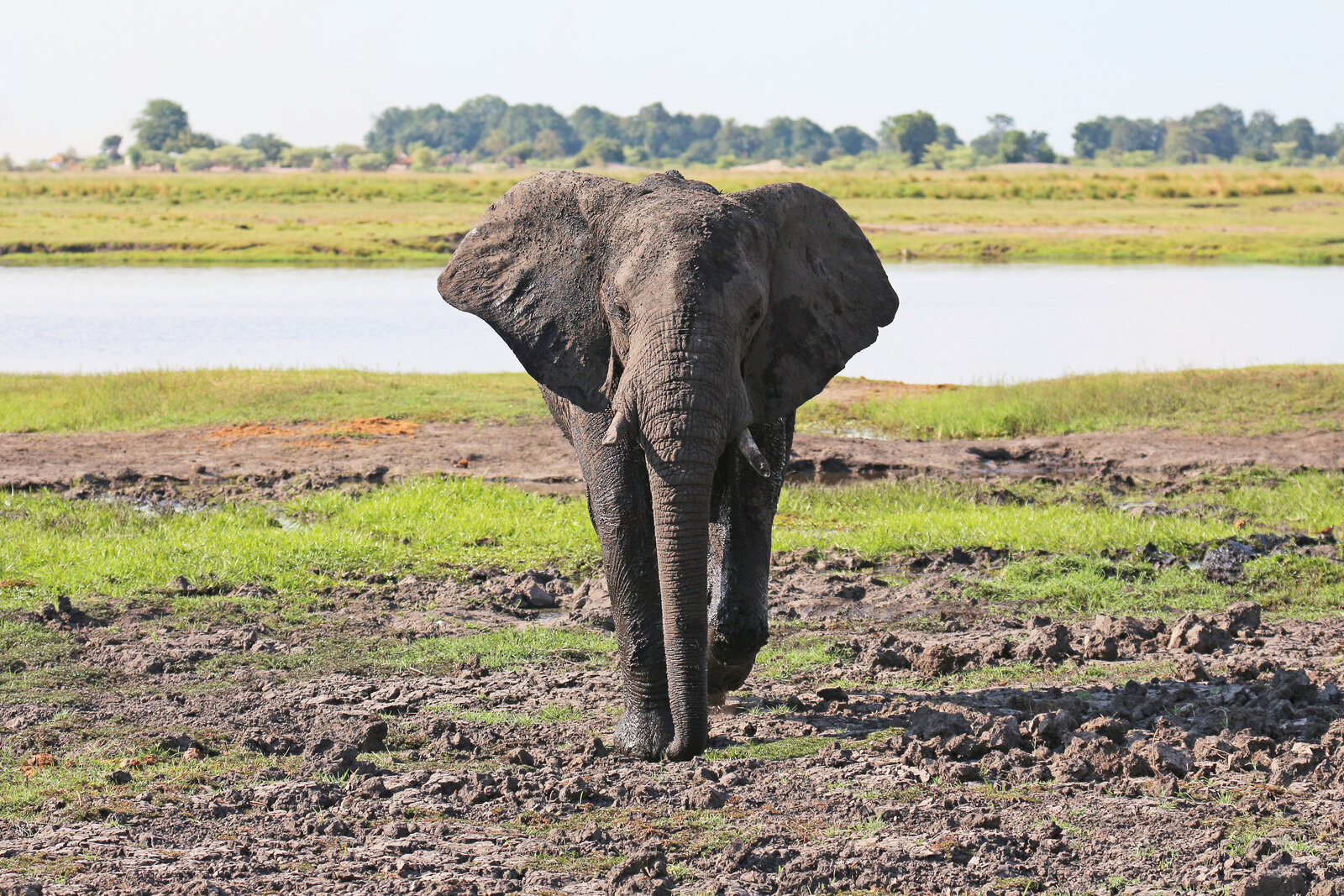 A large bull elephant standing on the banks of the Chobe River at golden hour