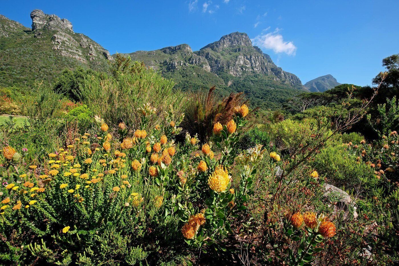 Cape of Good Hope on the Cape Peninsula