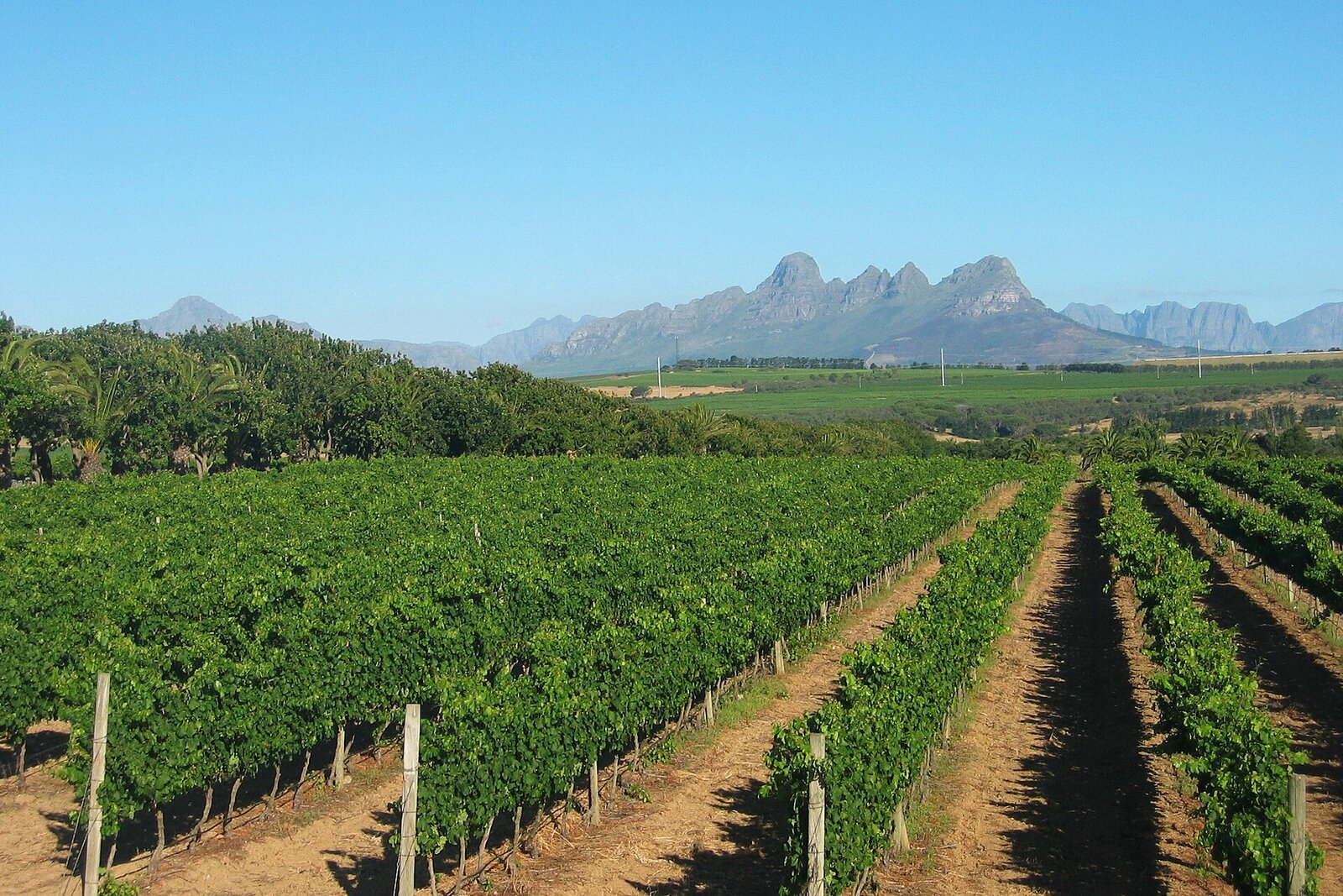 Vineyards rolling toward blue mountains in the Cape Winelands