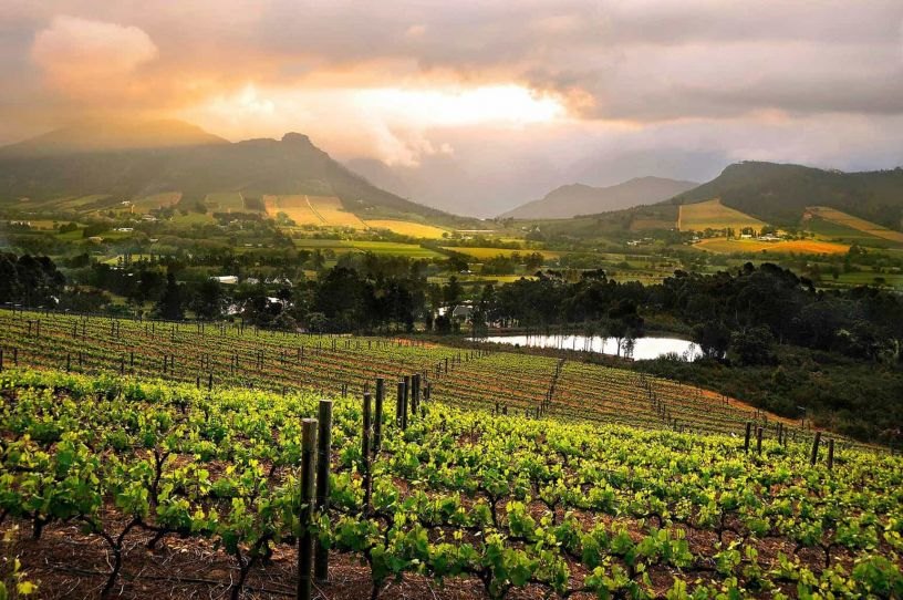 Sunset over the vines in the Cape Winelands