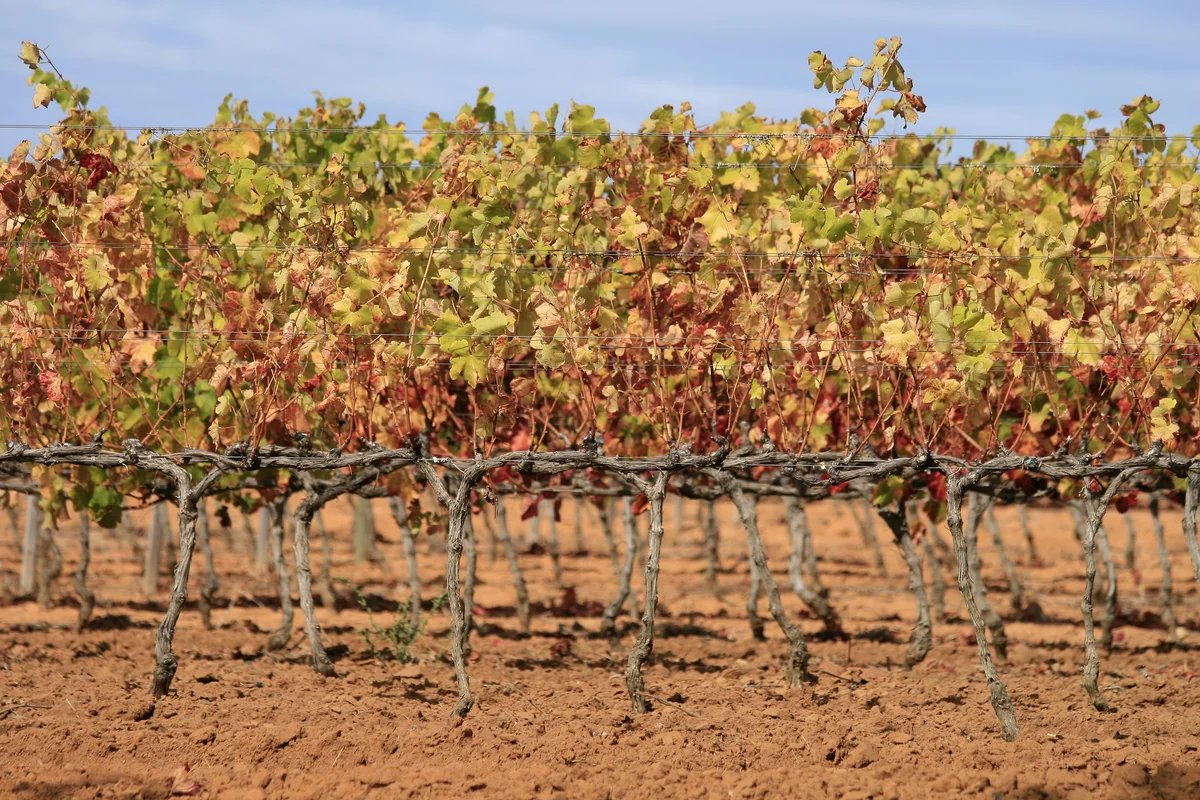 Autumn vineyards in the Cape Winelands
