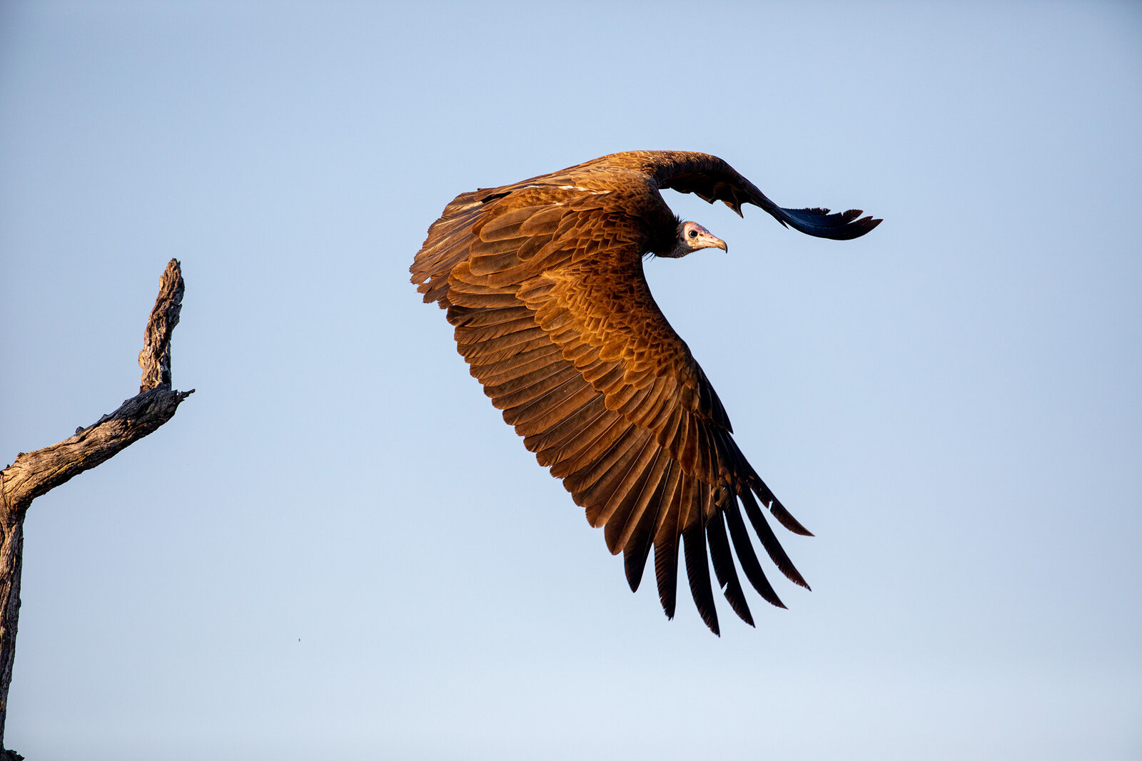 An African fish eagle in flight with wings spread against a blue sky in the Sabi Sand