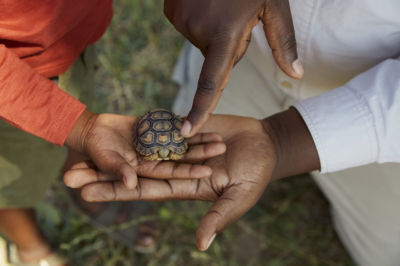 A small tortoise held gently in cupped hands during a conservation moment at Cheetah Plains