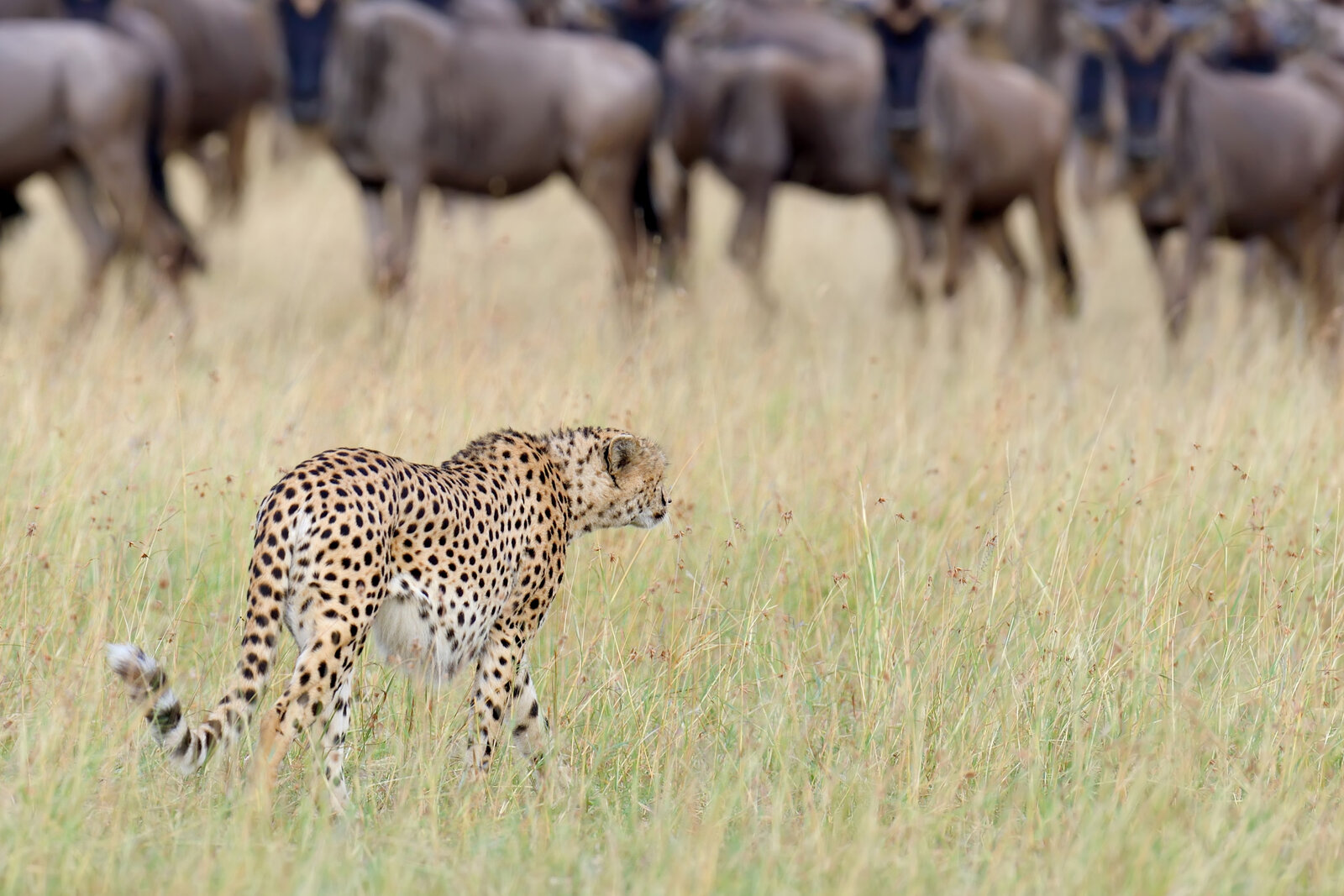 A cheetah in hunting posture on the open plains
