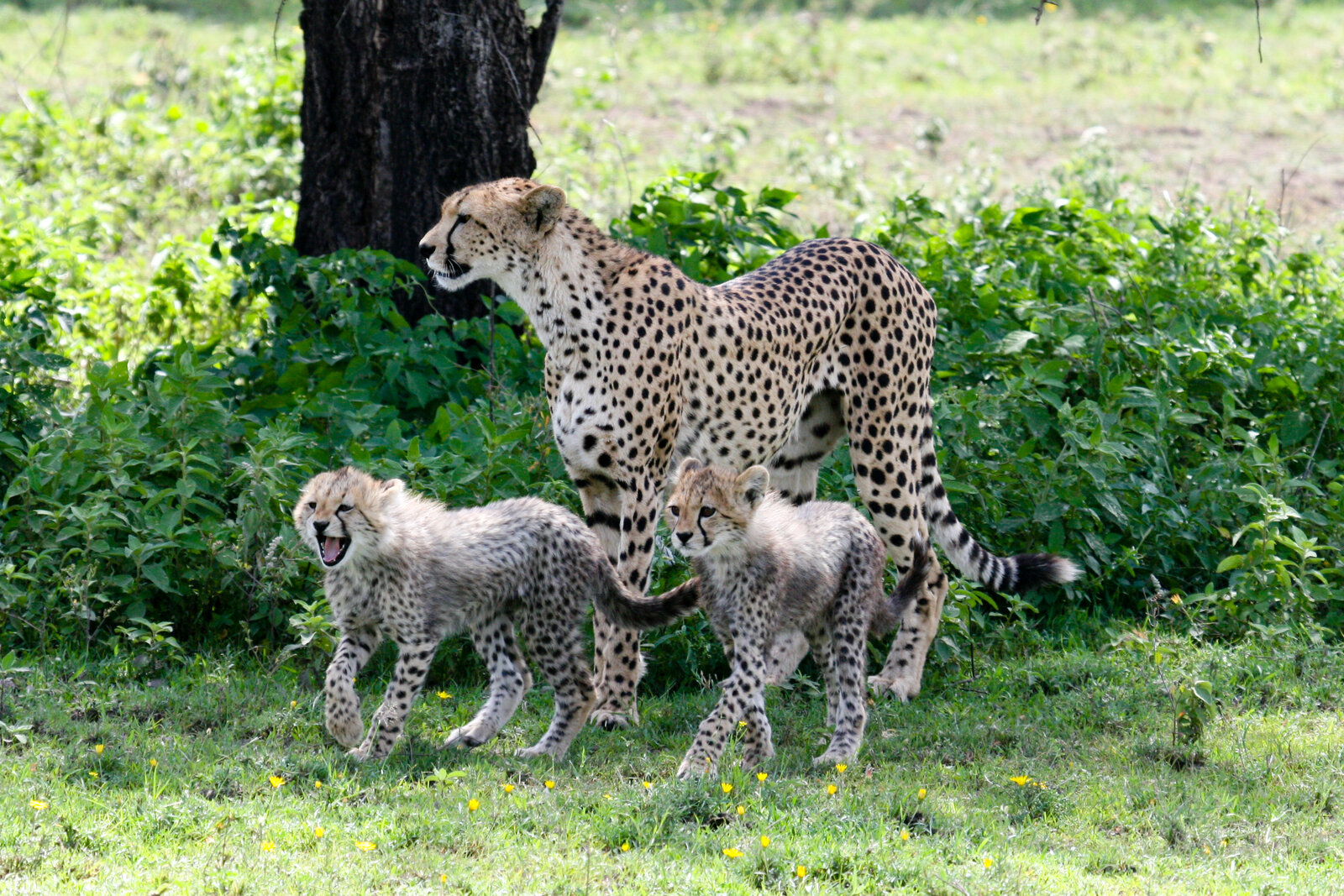 A mother cheetah with cubs near Ndutu, Serengeti