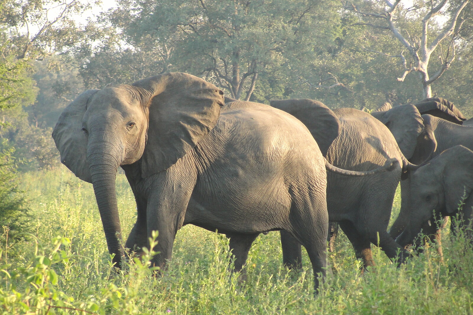 Elephants gather at the water’s edge in the Zambezi valley