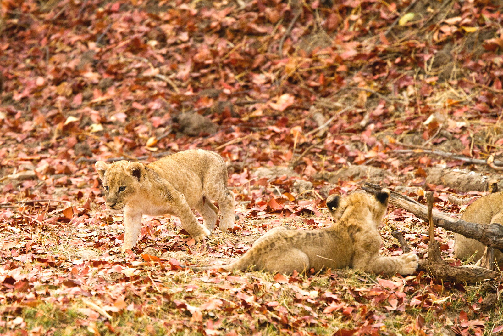 A lion pride on the Luangwa floodplain