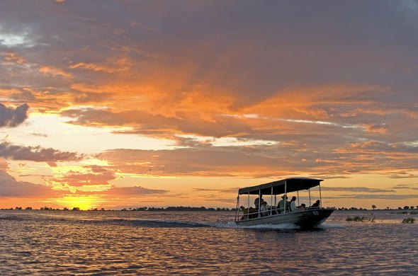 Elephants along the Chobe River at golden hour