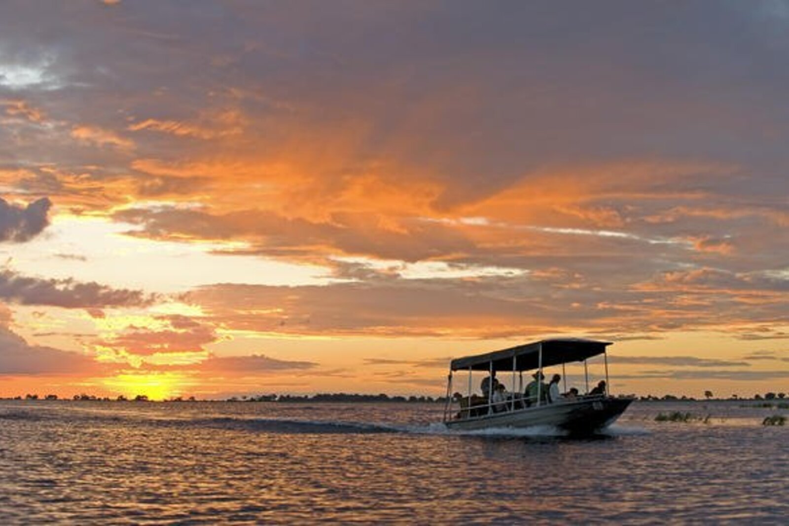 Wildlife along the Chobe River at golden hour