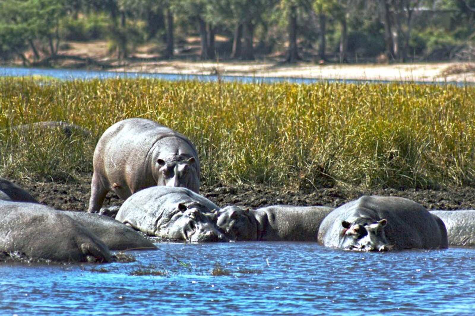 Pod of hippos in the Chobe River