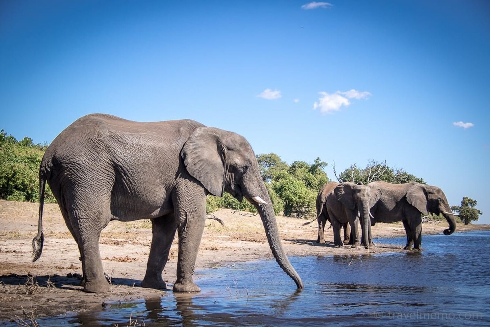 Elephants crossing the Chobe River