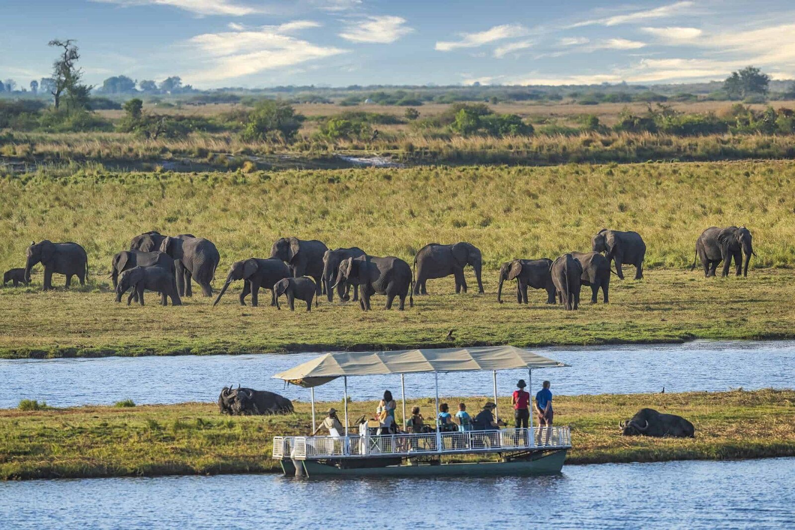 Wildlife gathering on the Chobe floodplains