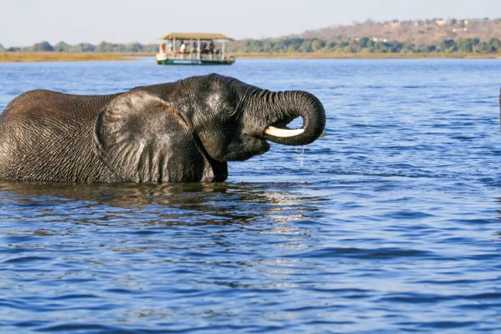 Safari boat cruise on the Chobe River at golden hour