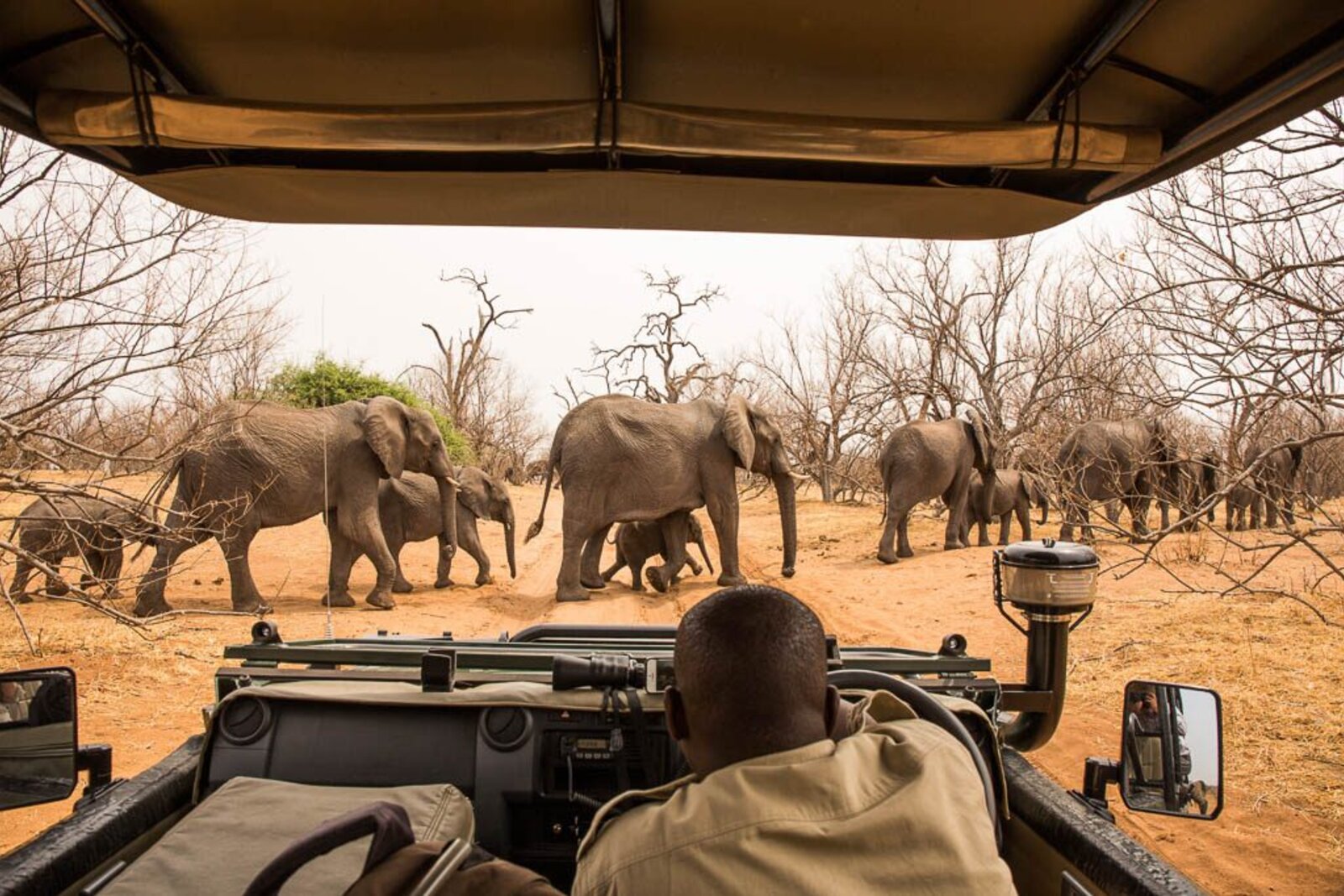 Game drive along the Chobe riverfront