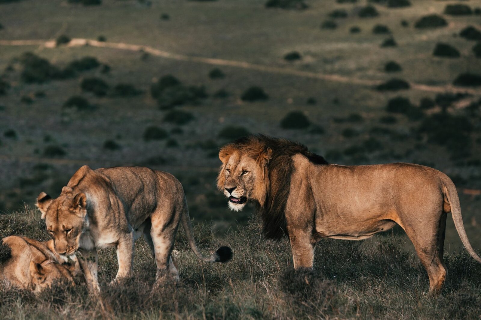 Lion pride with male, lioness and cubs in Kruger National Park