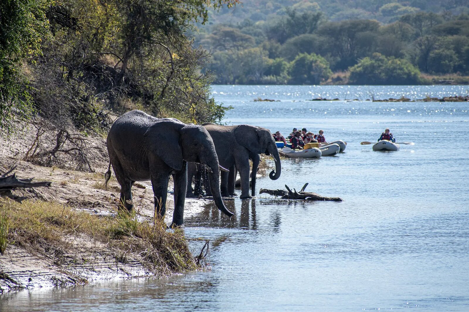 Elephants at the edge of the Zambezi in Zambezi National Park near Chundu Island