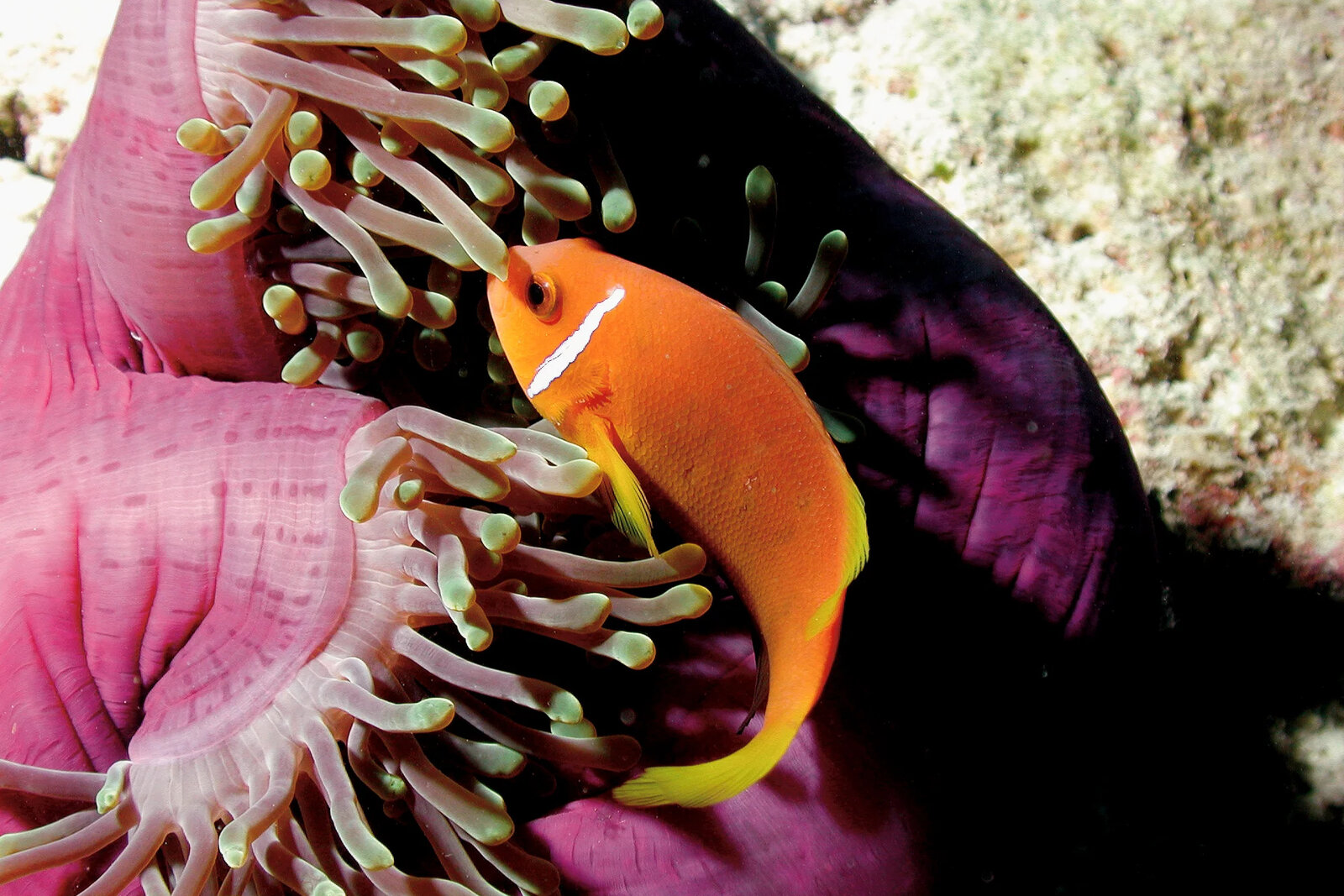 A clownfish sheltering in a pink anemone on the reef off Constance Tsarabanjina, Madagascar