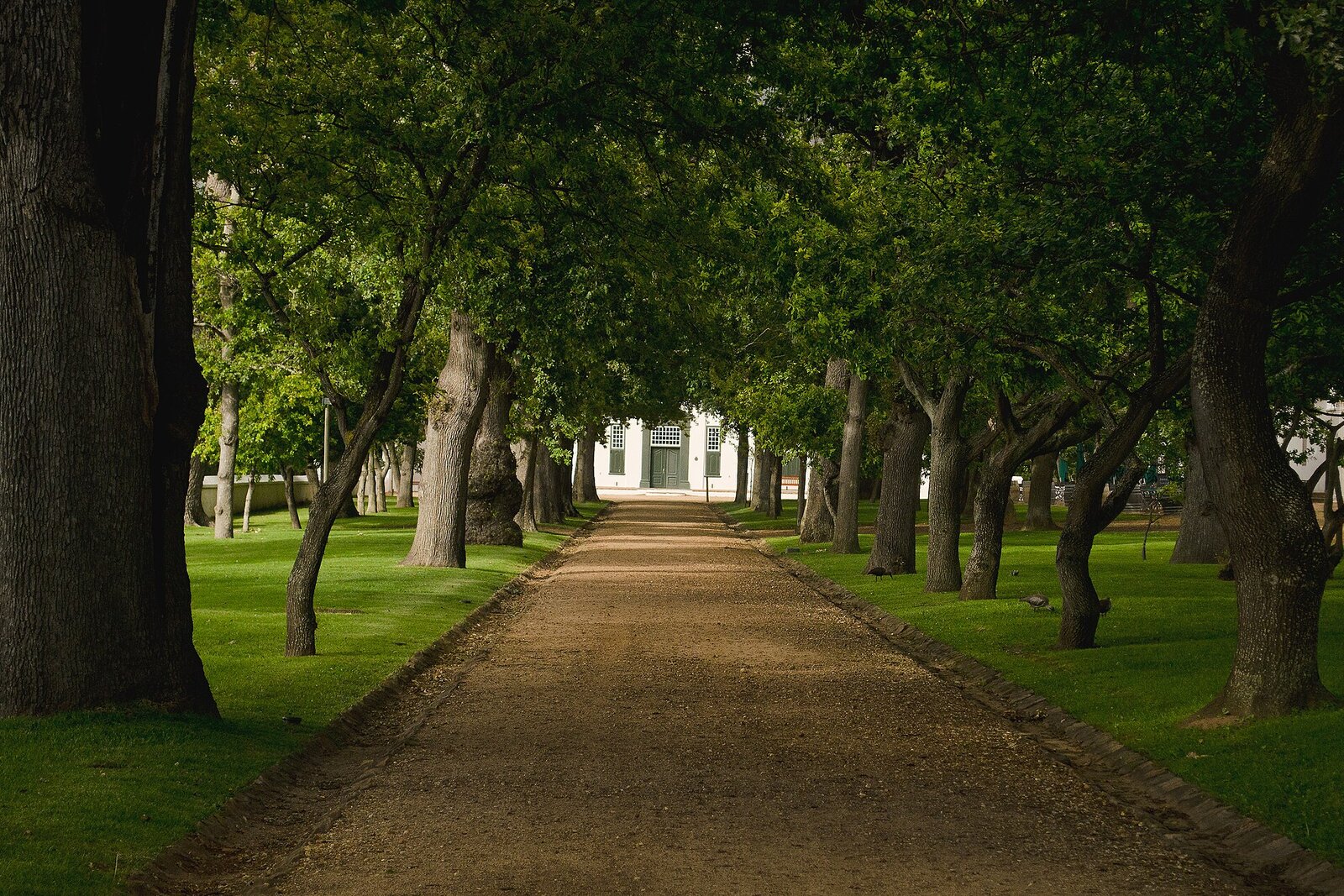 Ancient oak trees shading the lawns of a historic Constantia wine estate