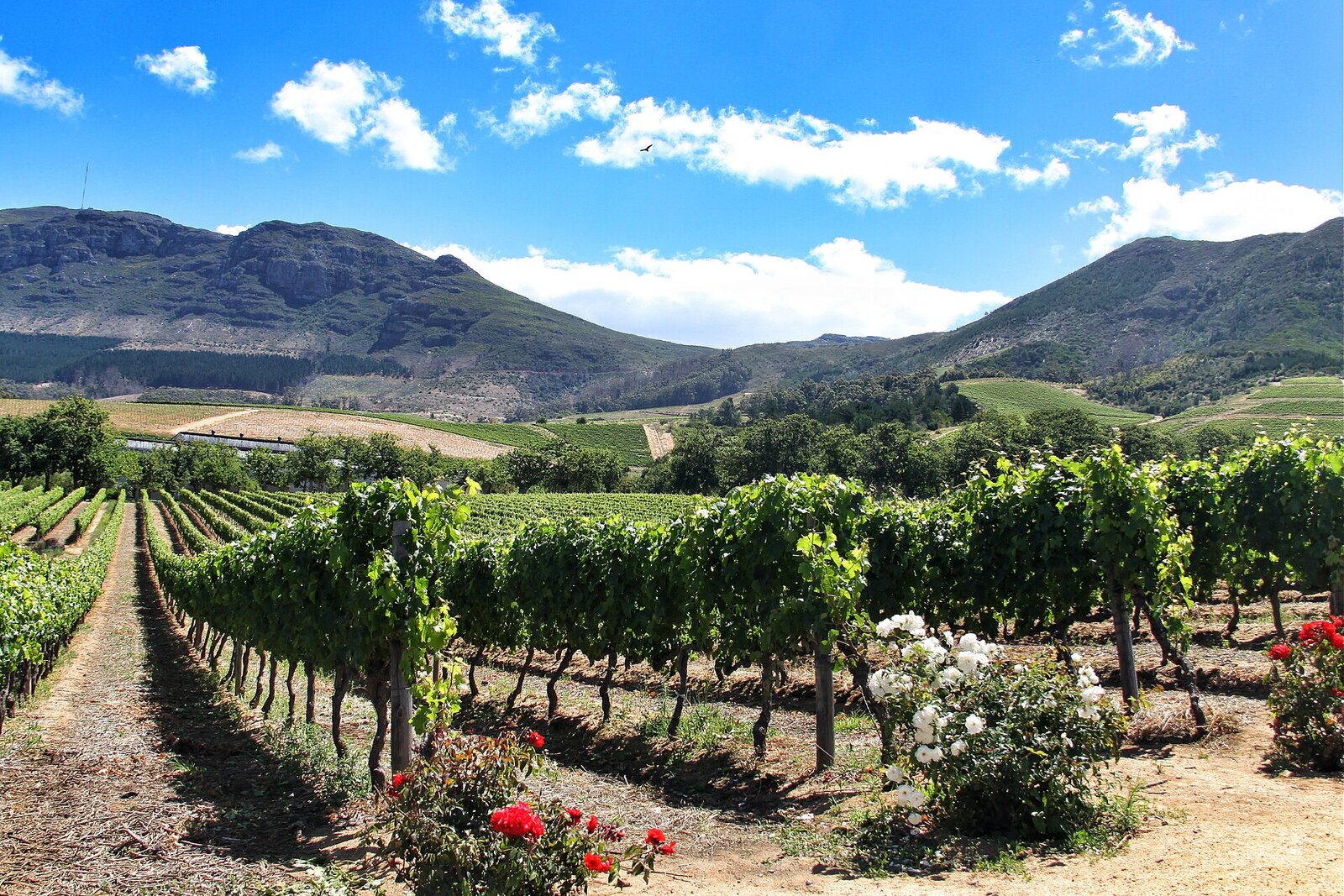 Vineyards on mountain slopes with sea views in the Constantia valley