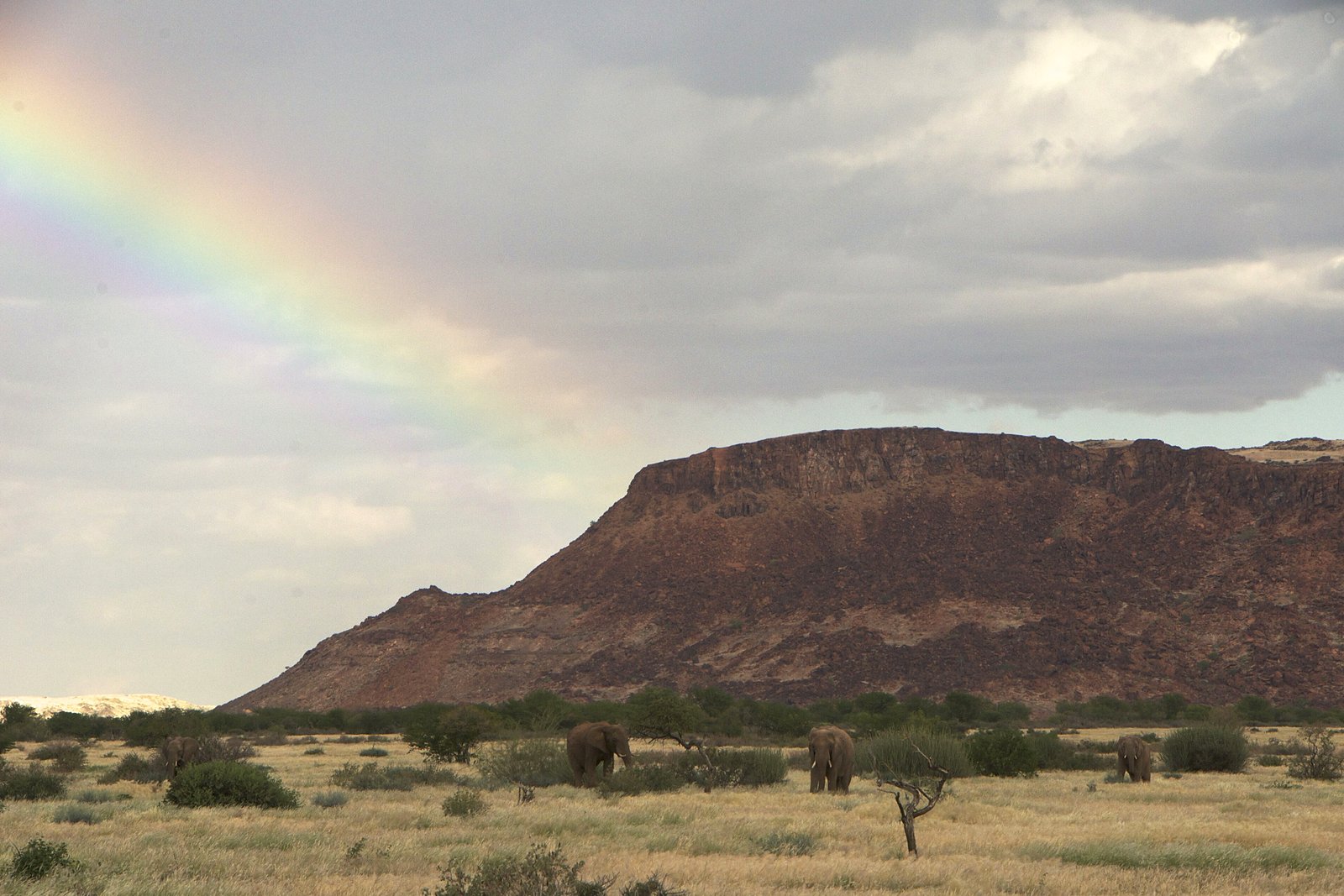 A desert-adapted elephant on the rust-red plains of Damaraland, Namibia