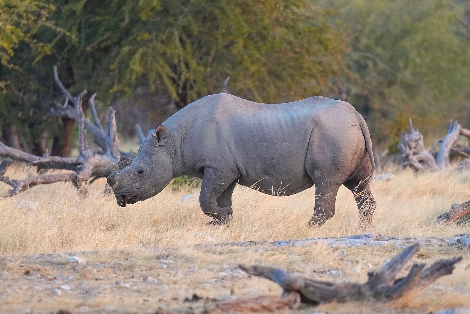 Trackers approaching a desert-adapted black rhino on foot in Damaraland, Namibia