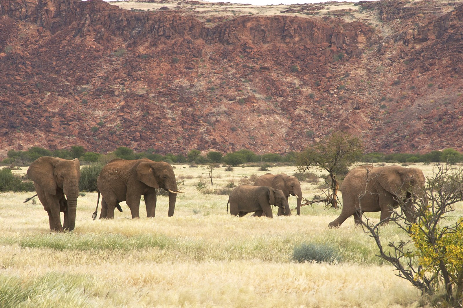 Desert-adapted elephant herd in Damaraland's arid wilderness