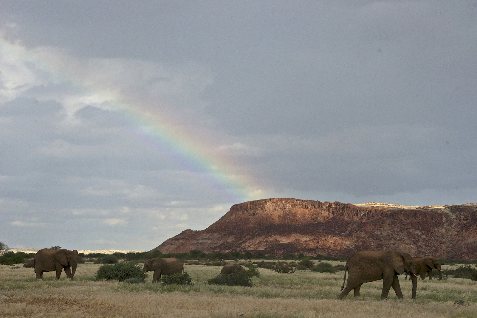 Desert-adapted elephants in the arid Damaraland landscape