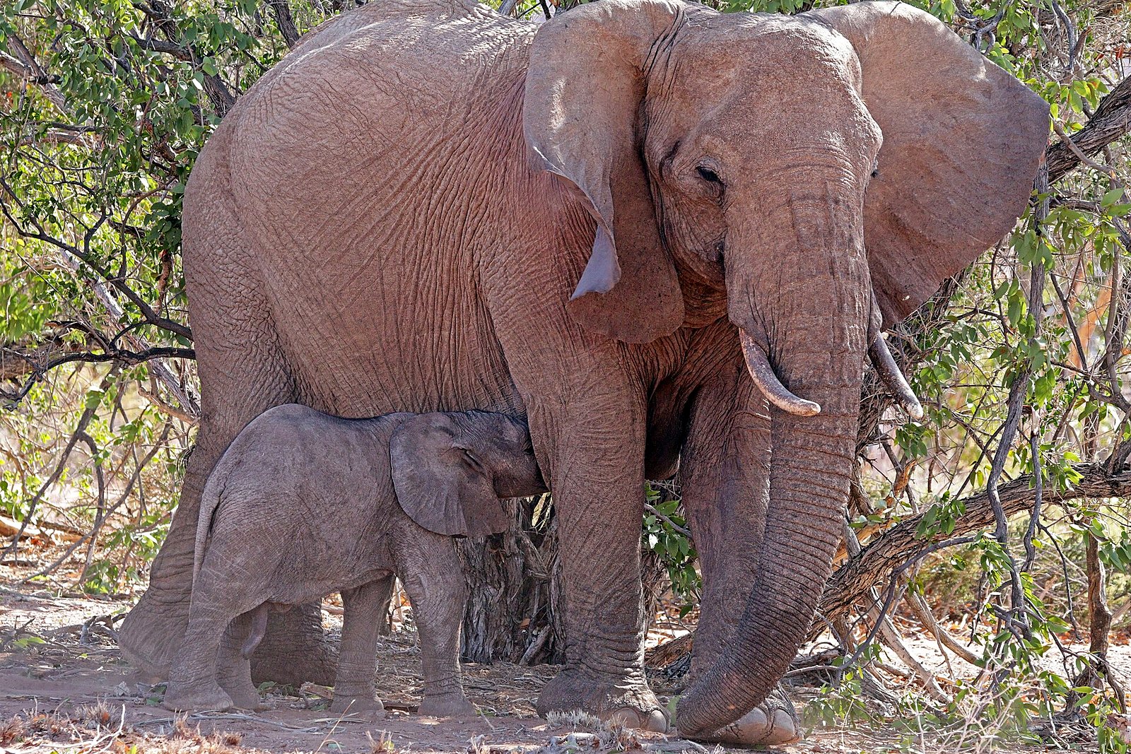 A desert-adapted elephant among rocky Damaraland terrain