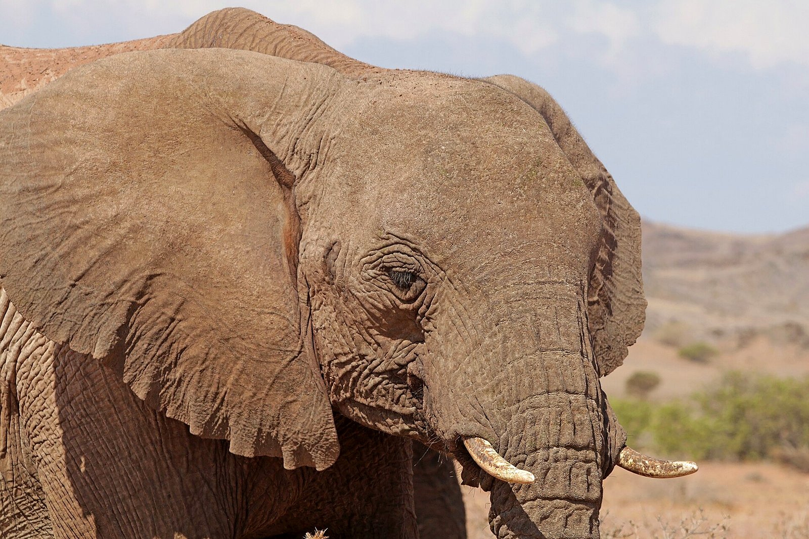 Desert-adapted elephants at a Damaraland water source