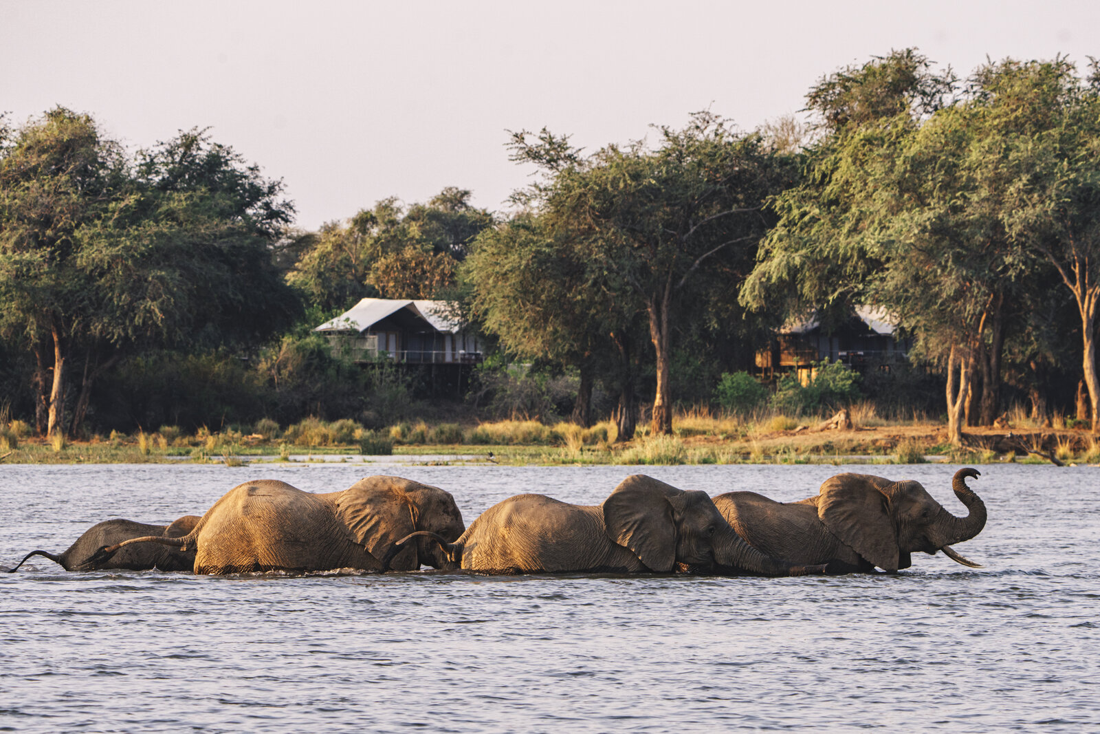 Elephant herd crossing the Sand River at Dulini Private Game Reserve