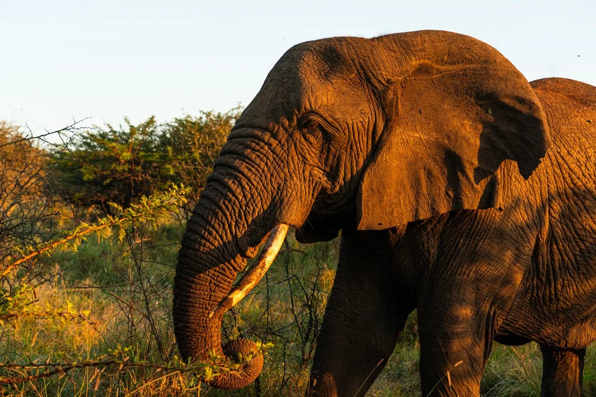 Elephant in a KwaZulu-Natal reserve