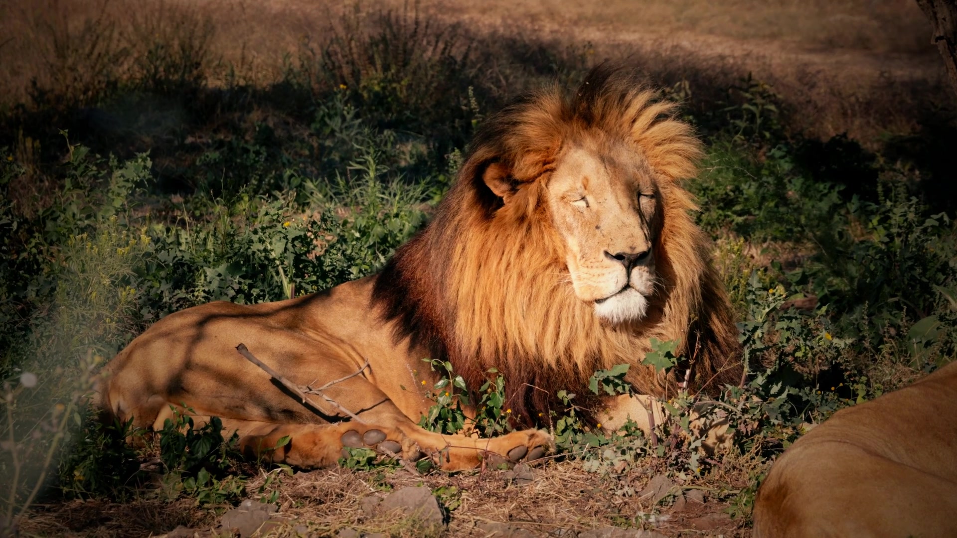A lion resting in golden grassland at an Eastern Cape private game reserve