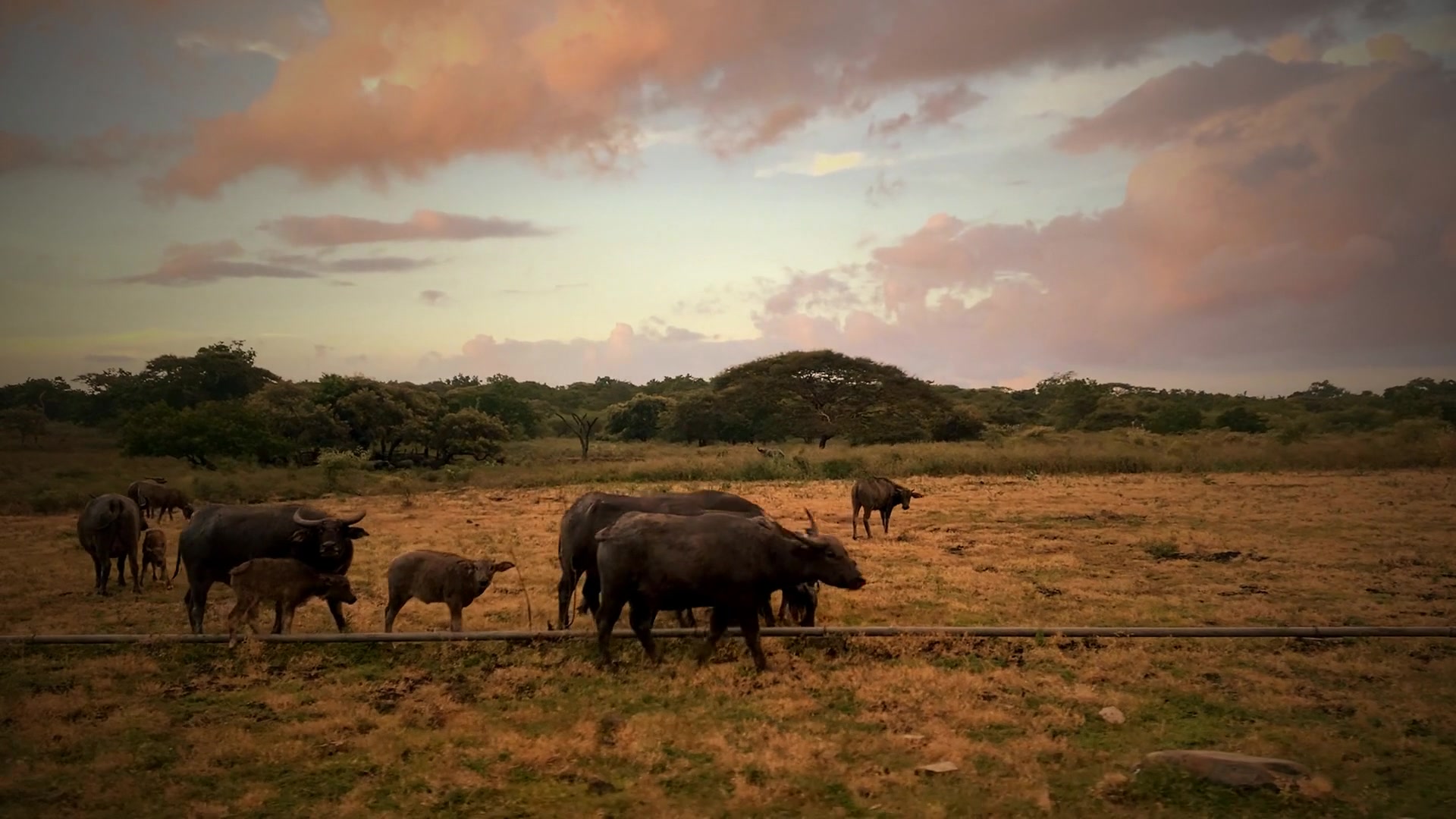 A buffalo in golden light at dusk in the Eastern Cape