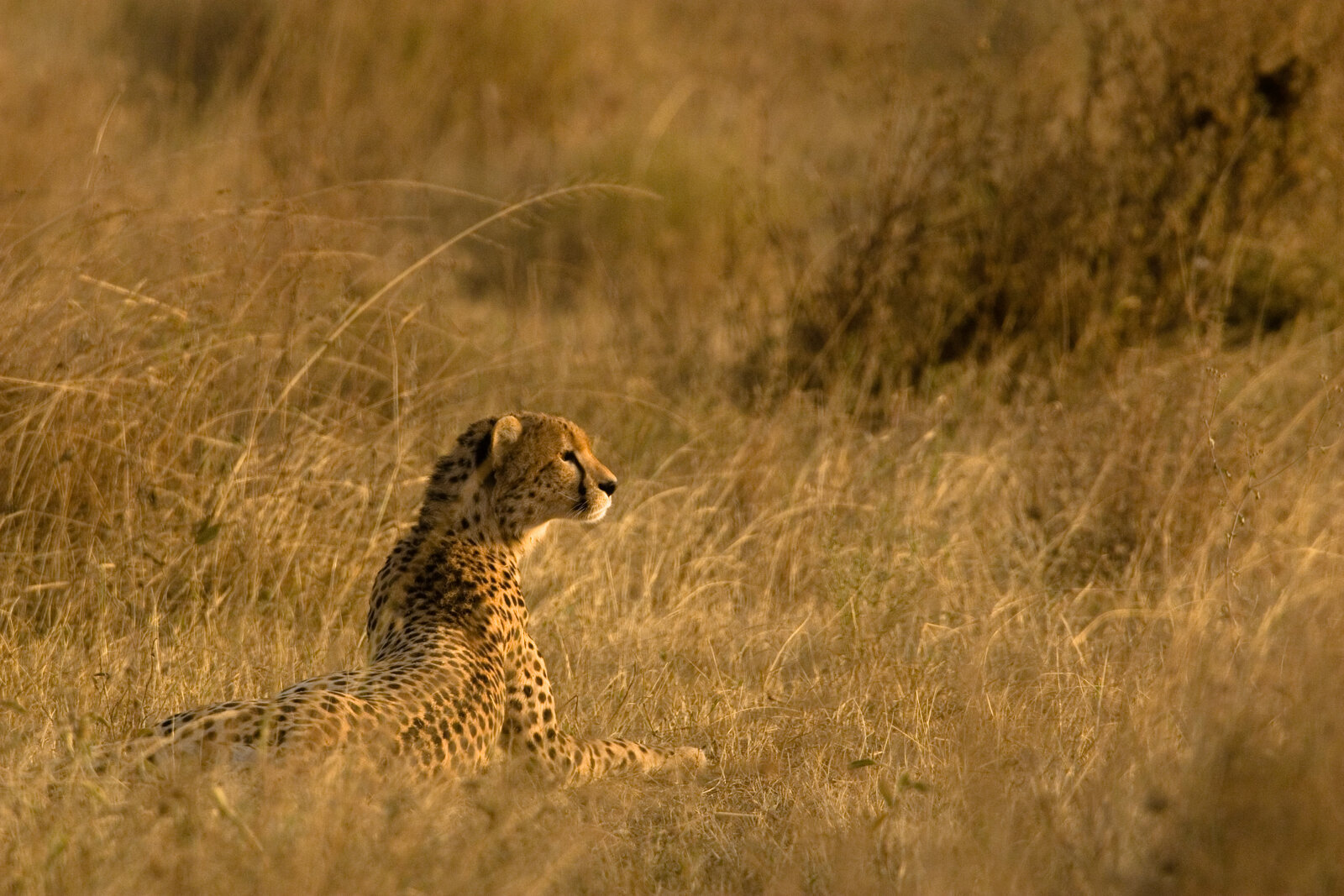 A guide tracking a cheetah on foot across the Eastern Cape bush