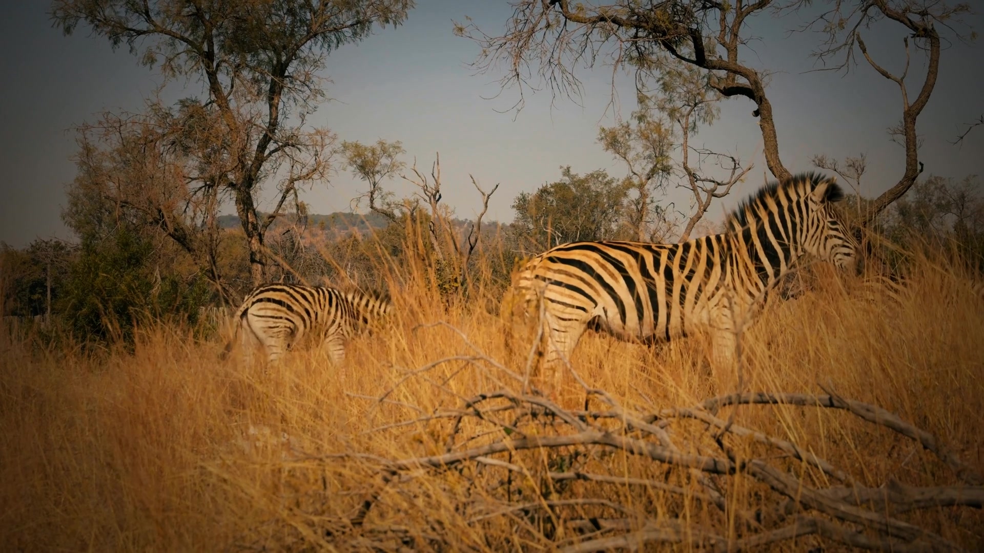 Zebra beneath acacia trees in the Karoo