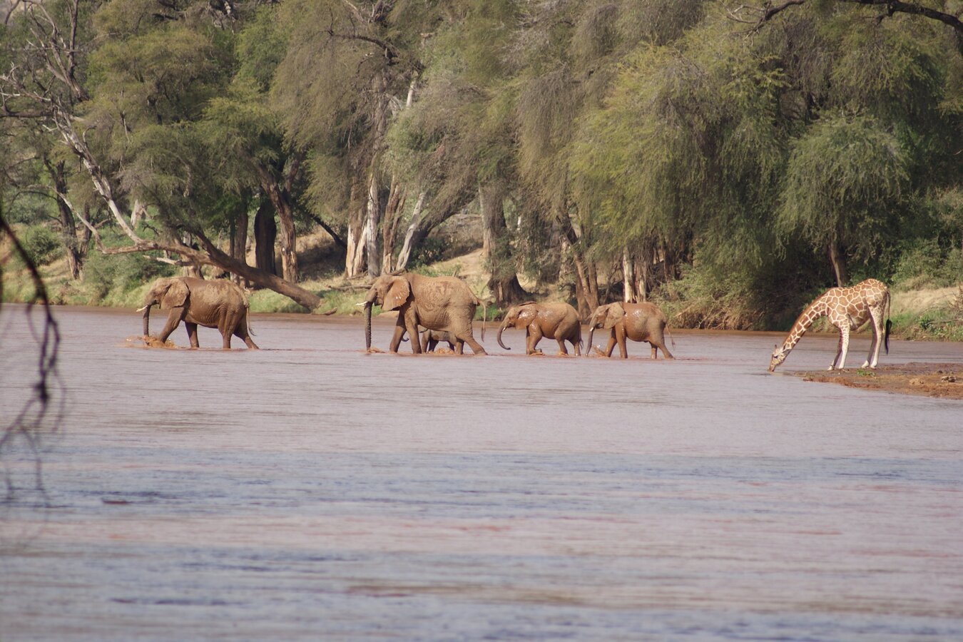 Elephants walking through Elephant Bedroom Camp