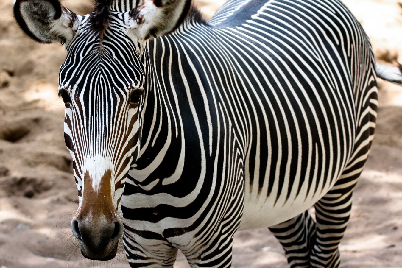 Grevy's zebra at Elephant Bedroom Camp