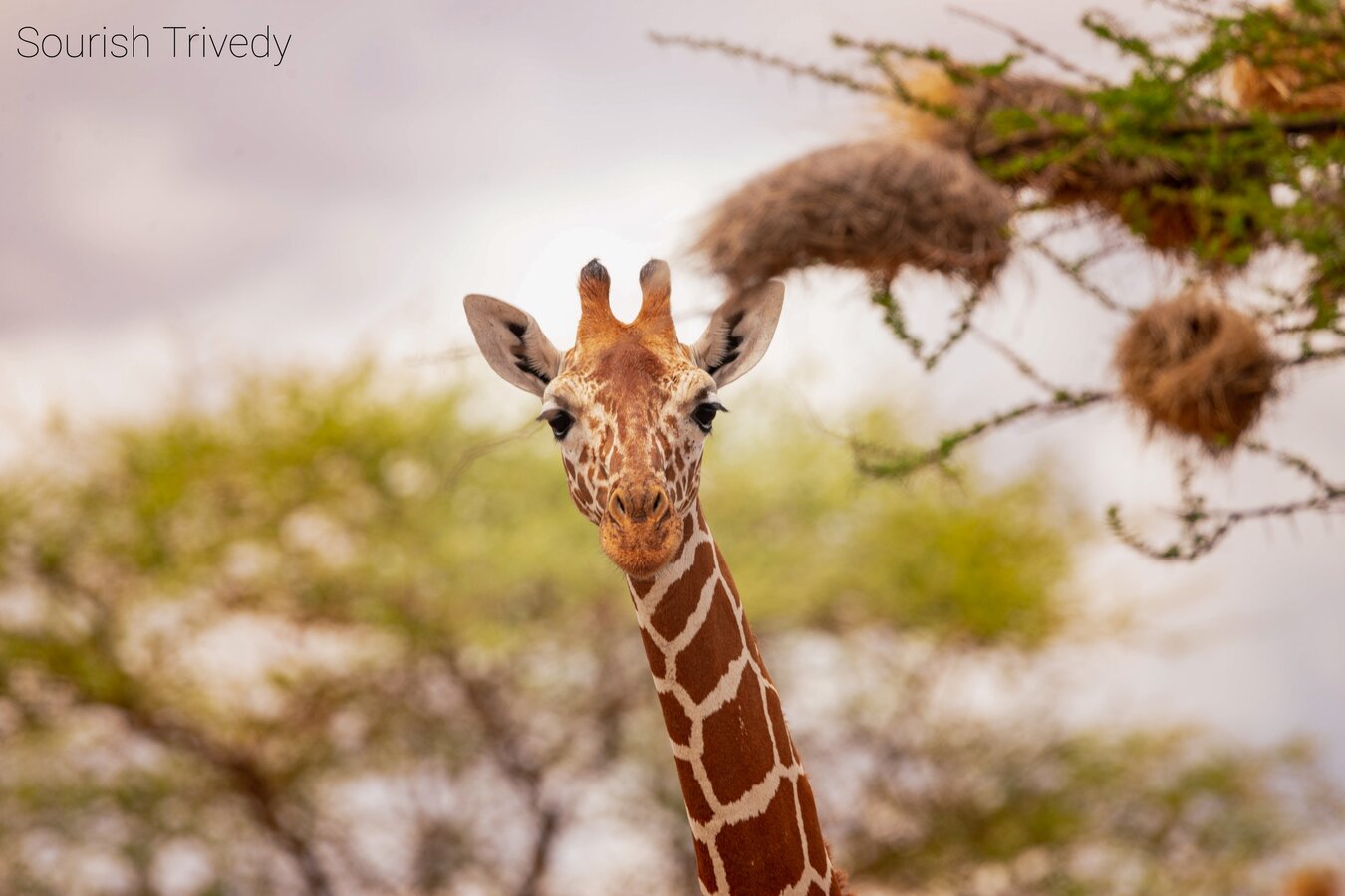 Reticulated giraffe browsing acacia trees