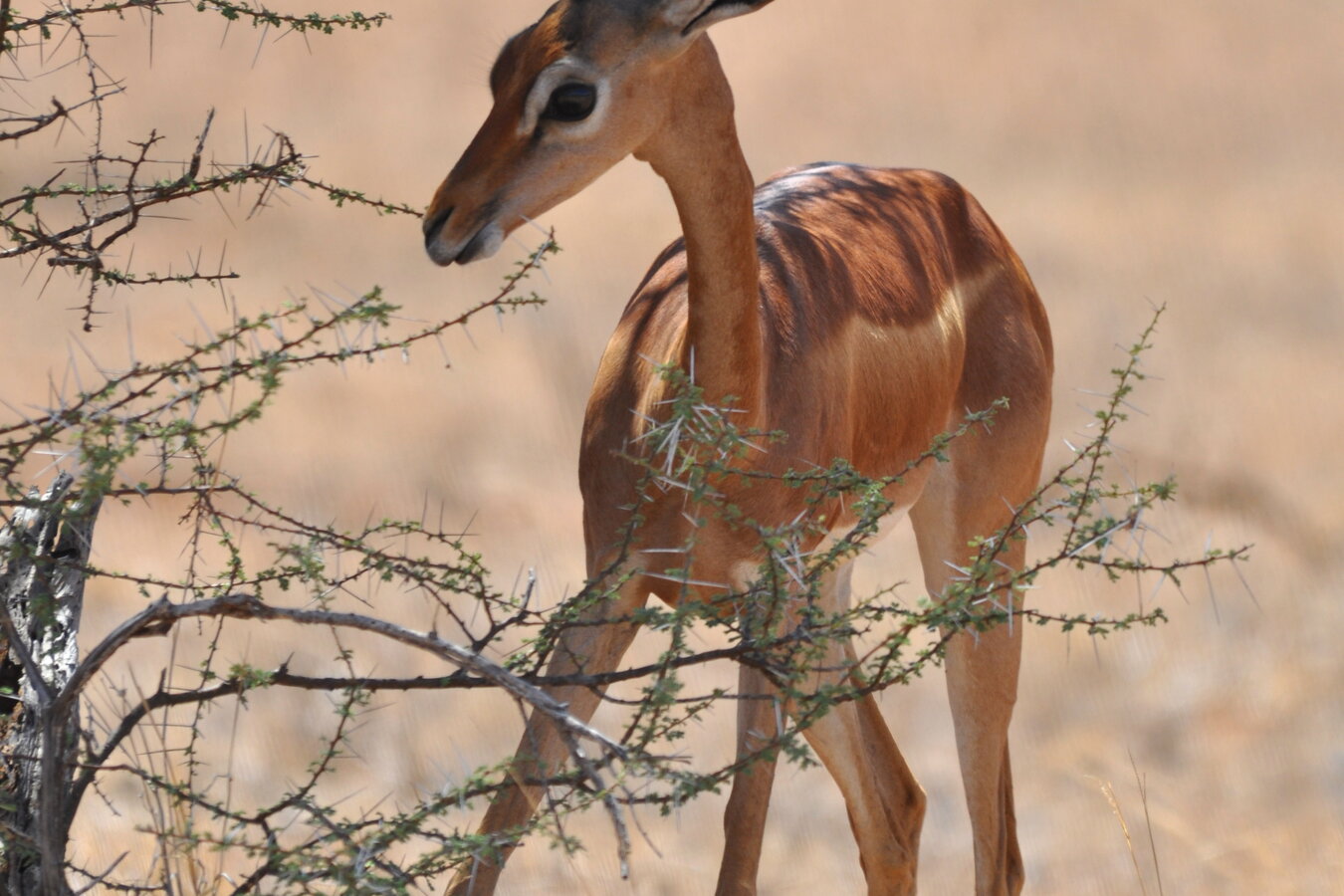 Gerenuk standing on hind legs feeding
