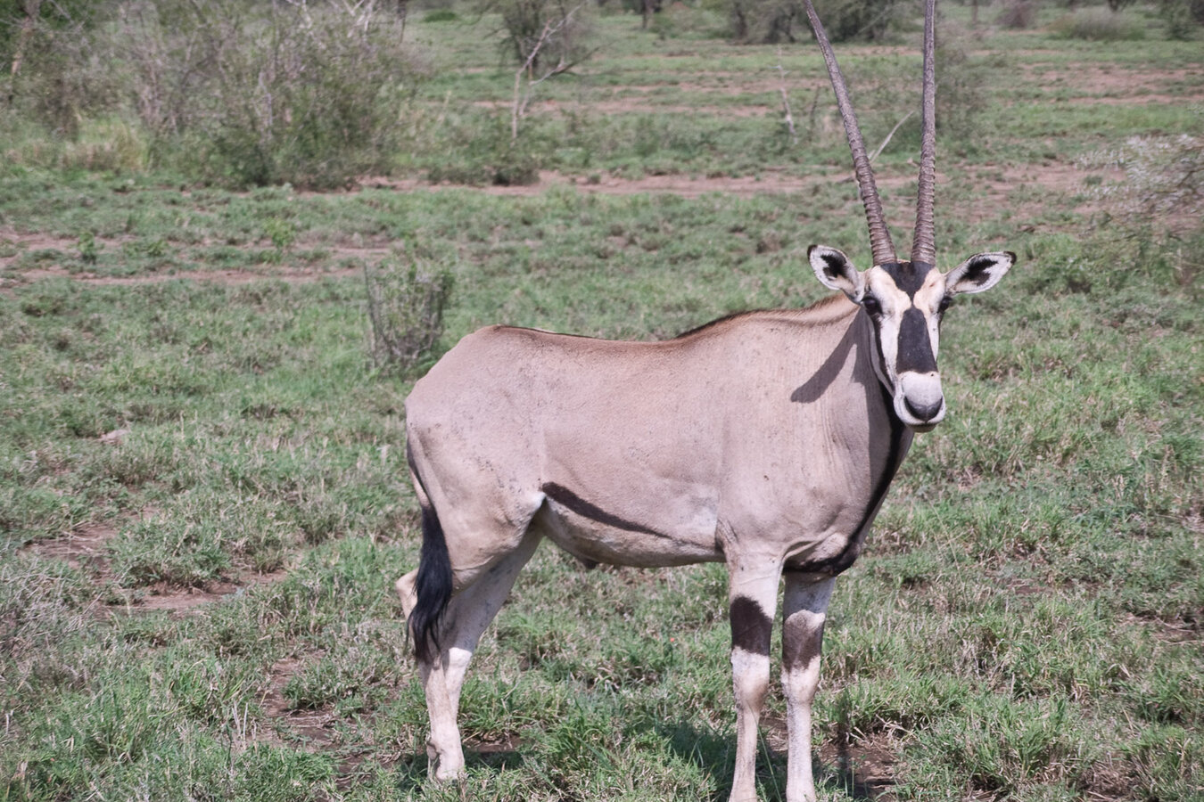Beisa oryx at Elephant Bedroom Camp waterhole