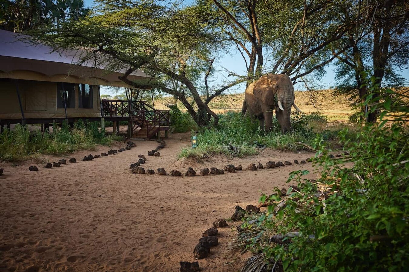 Elephant Bedroom Camp luxury tent exterior with elephant walking past on the riverbank