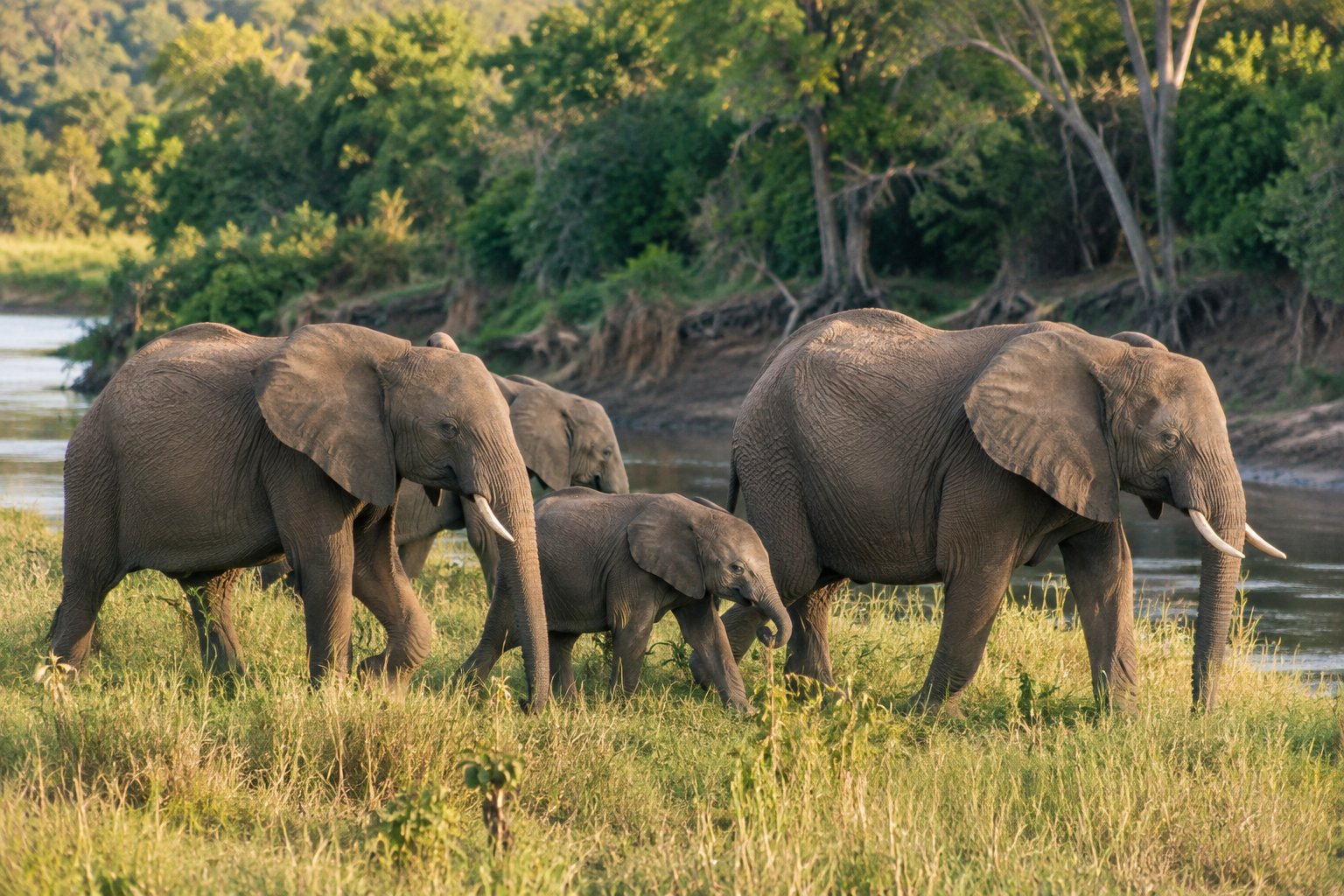 Elephant family with a calf beside the tree-lined Talek River in the Masai Mara