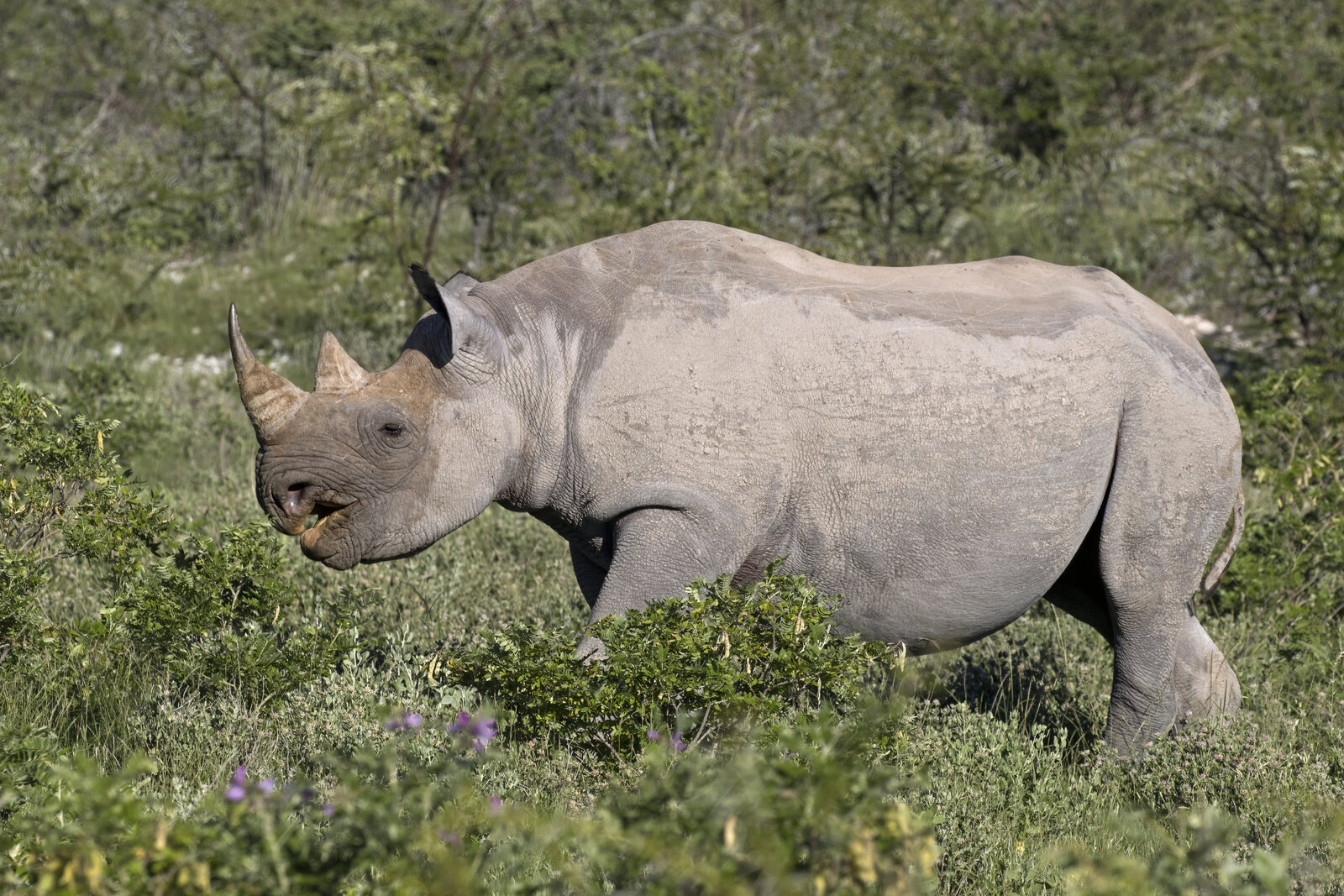 Black rhino reserves and conservancies — Beyond Africa Safaris